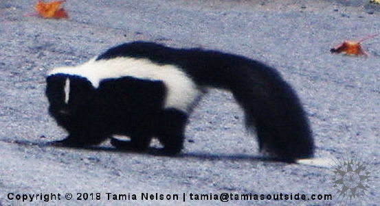 Pepe Skunk - (c) Tamia Nelson - Verloren Hoop - Tamiasoutside.com