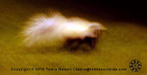Big Mama Skunk - (c) Tamia Nelson - Verloren Hoop - Tamiasoutside.com
