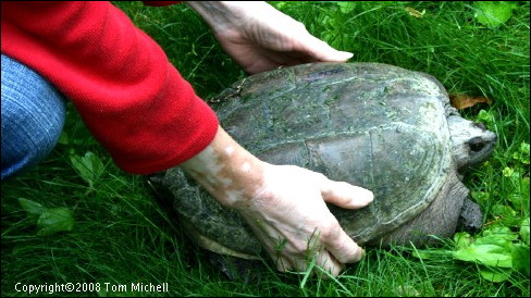Kathy Michell Gives a Snapping Turtle a Helping Hand - (c) Tom Michell Image on Tamiasoutside.com